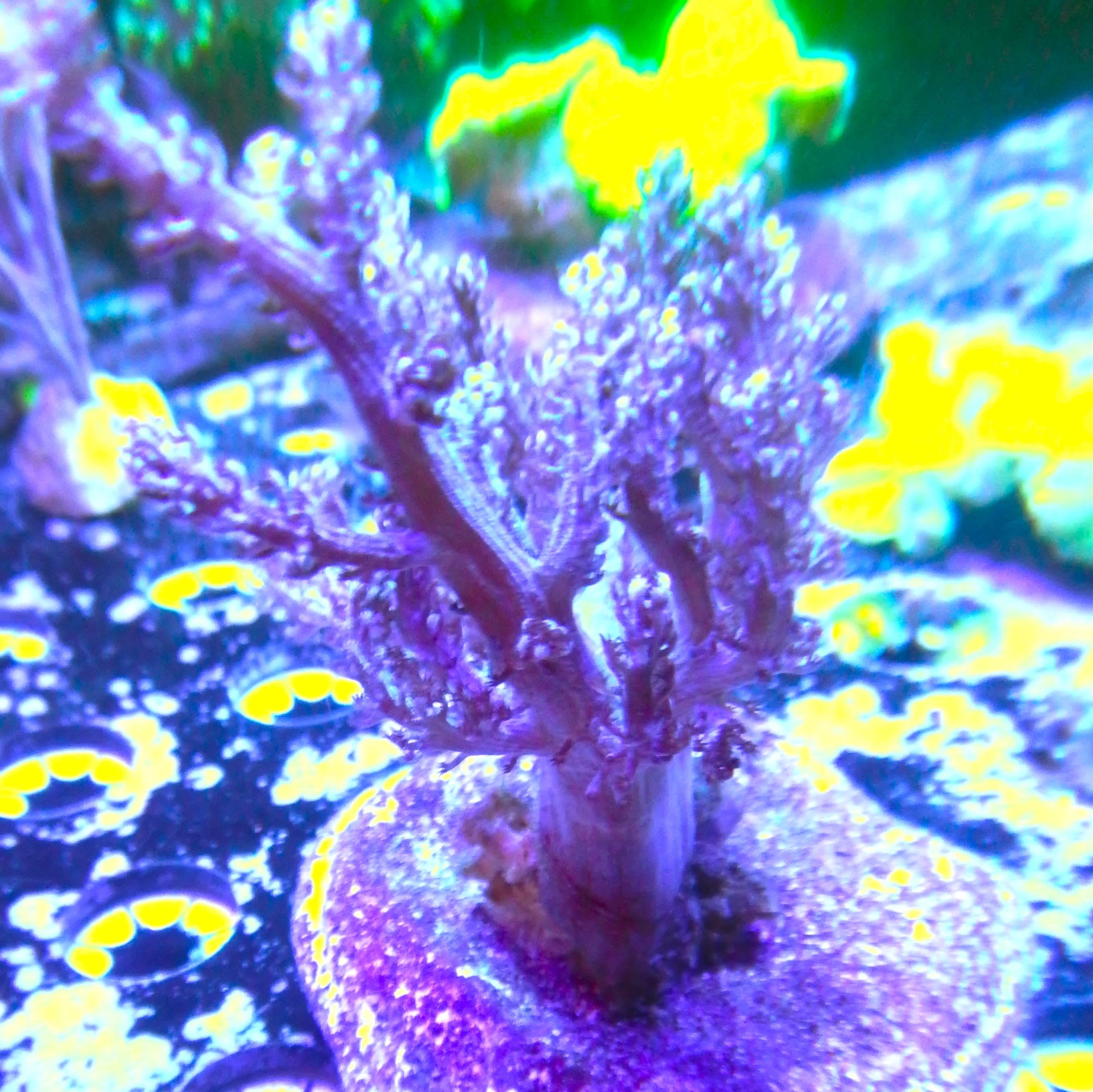 Kenya Tree leather mini colony