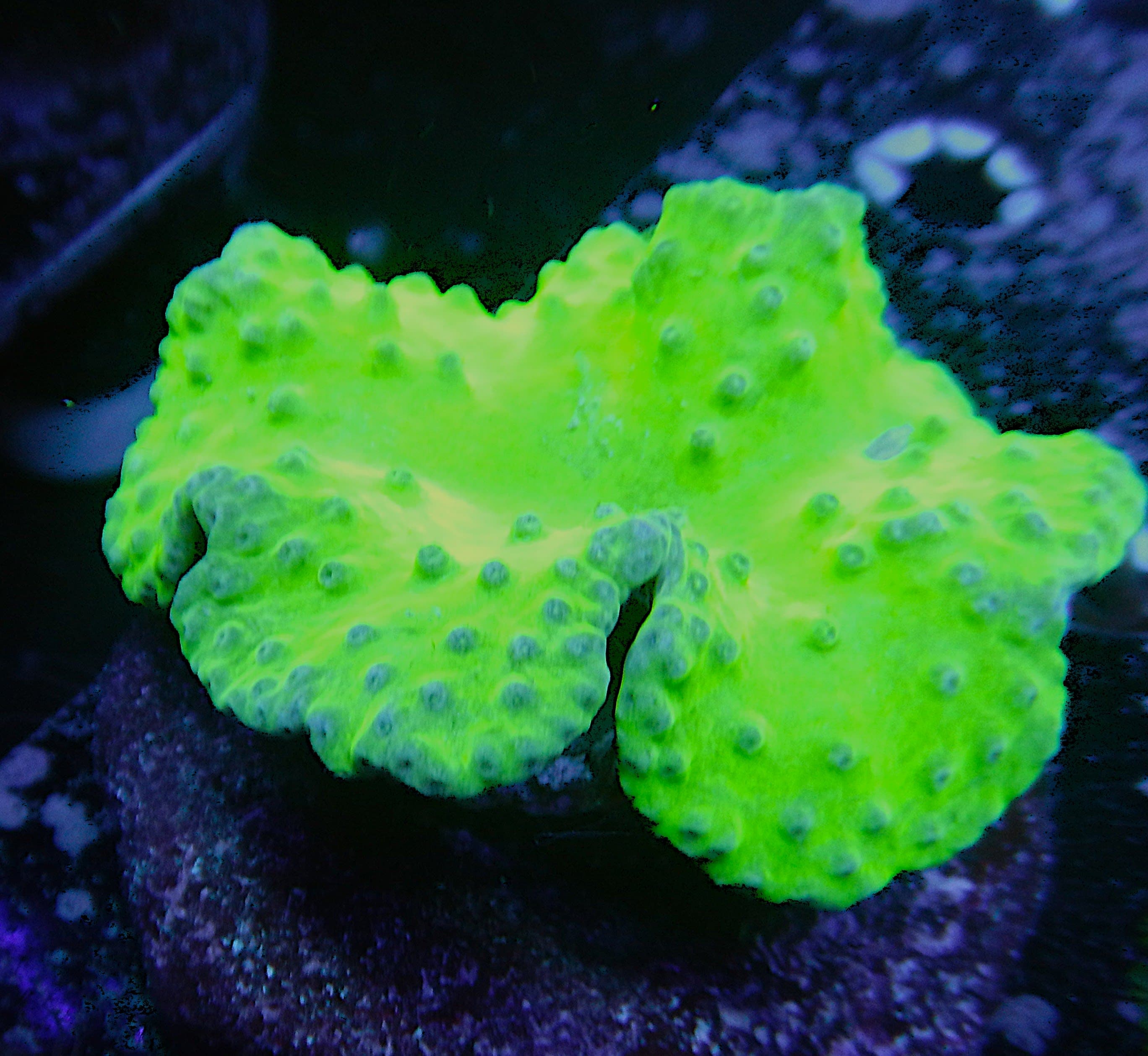 Indo Cabbage Leather colony