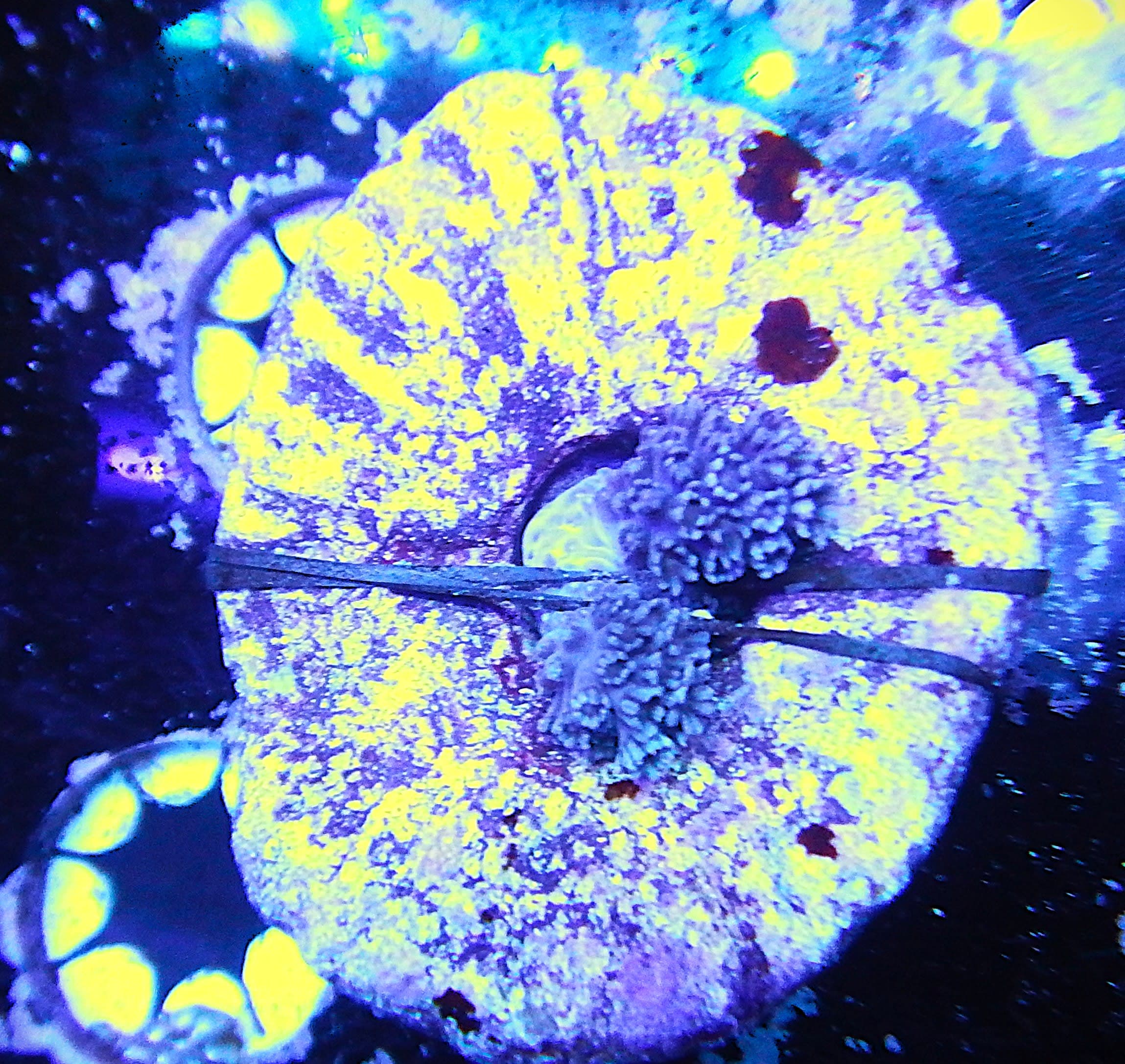 Corky Sea Finger Gorgonian