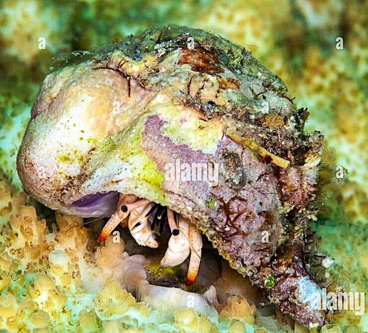 White Reef Hermit Crab