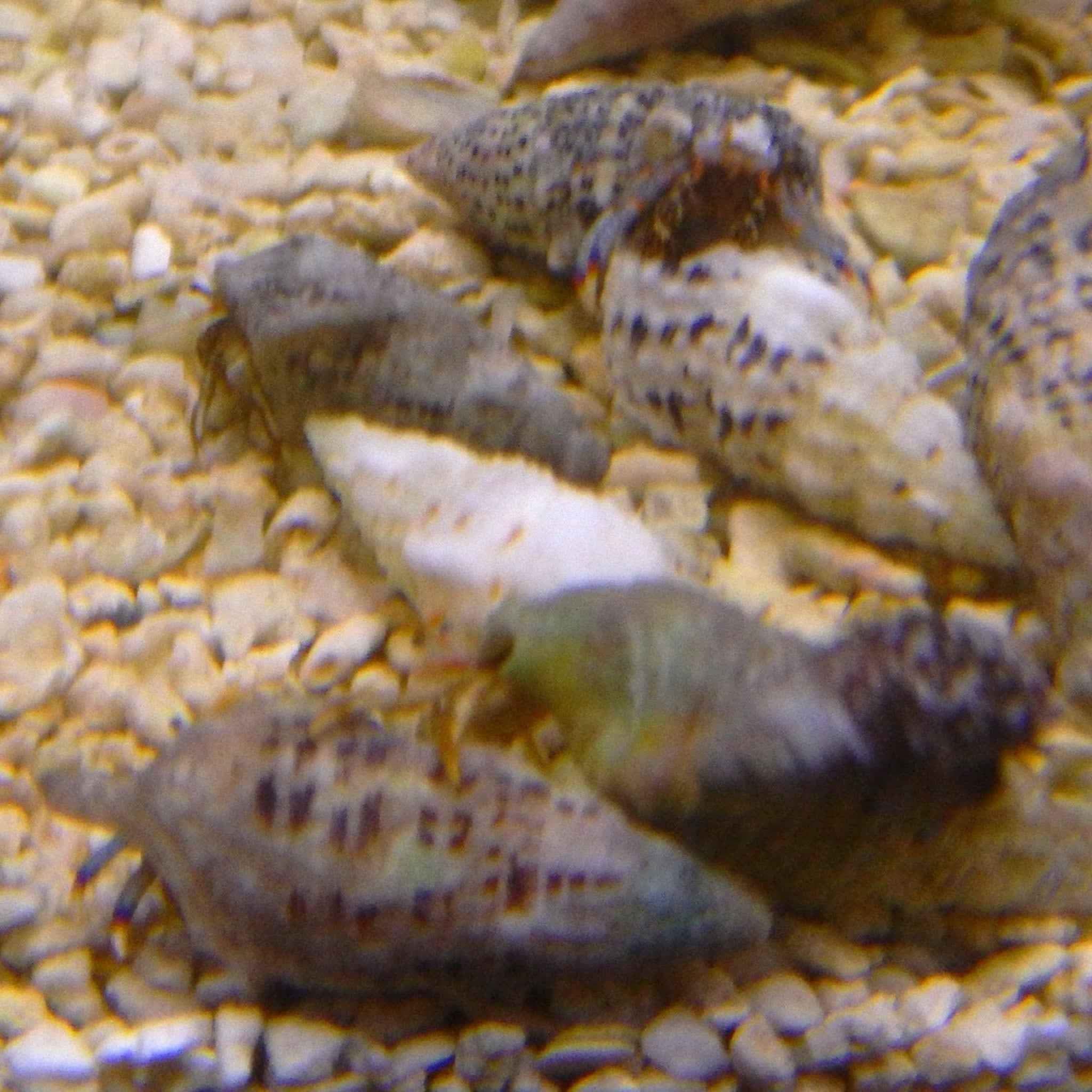 Blue Leg Hermit Crab