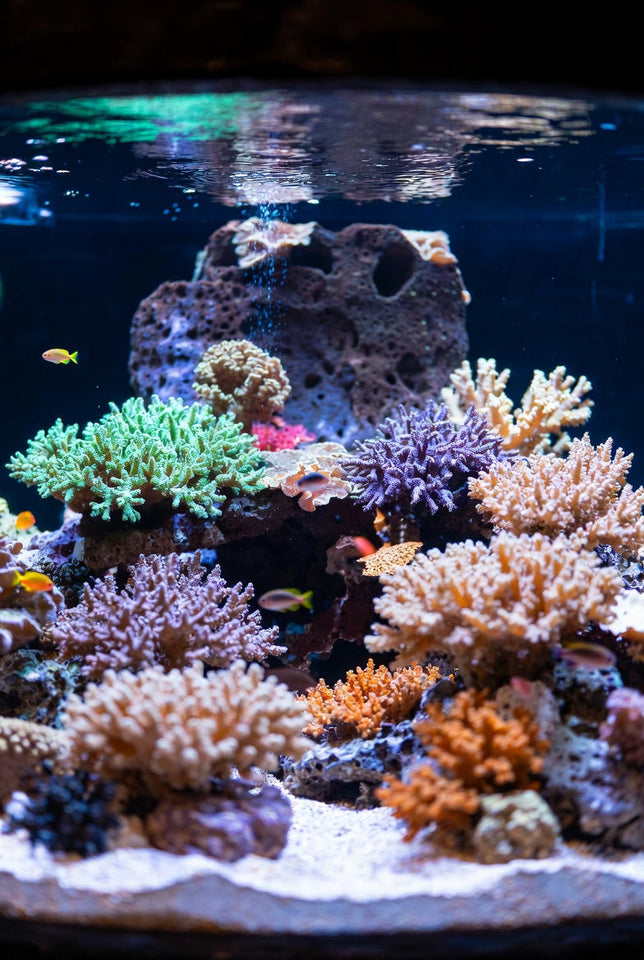 A Beginner’s Guide to Building a Saltwater Reef Aquarium
