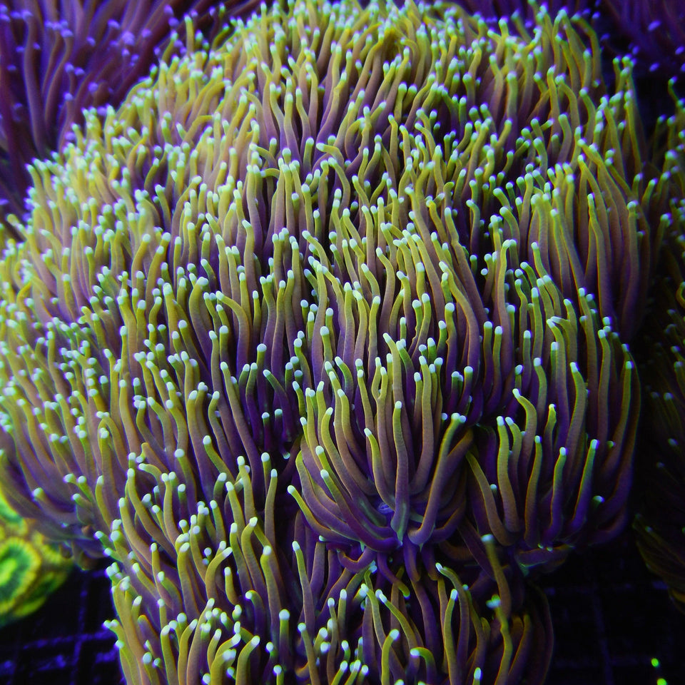 LPS Corals