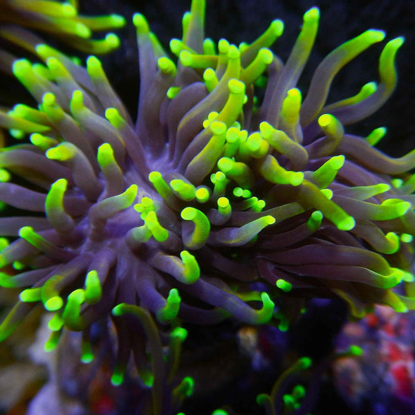 24 Carat Gold Torch Coral