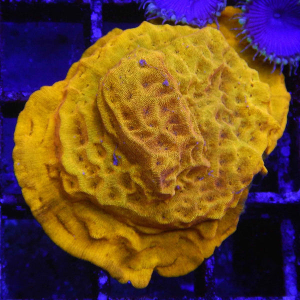 24K Leptoseris Coral *