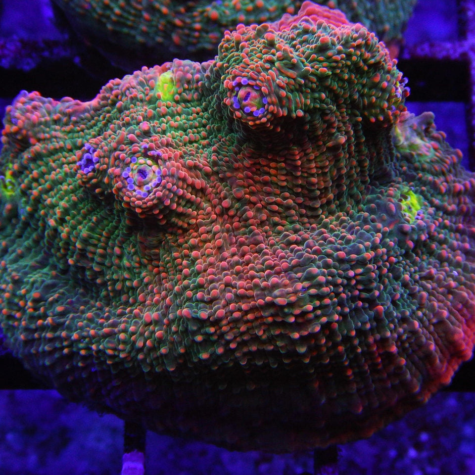 Chalice Corals