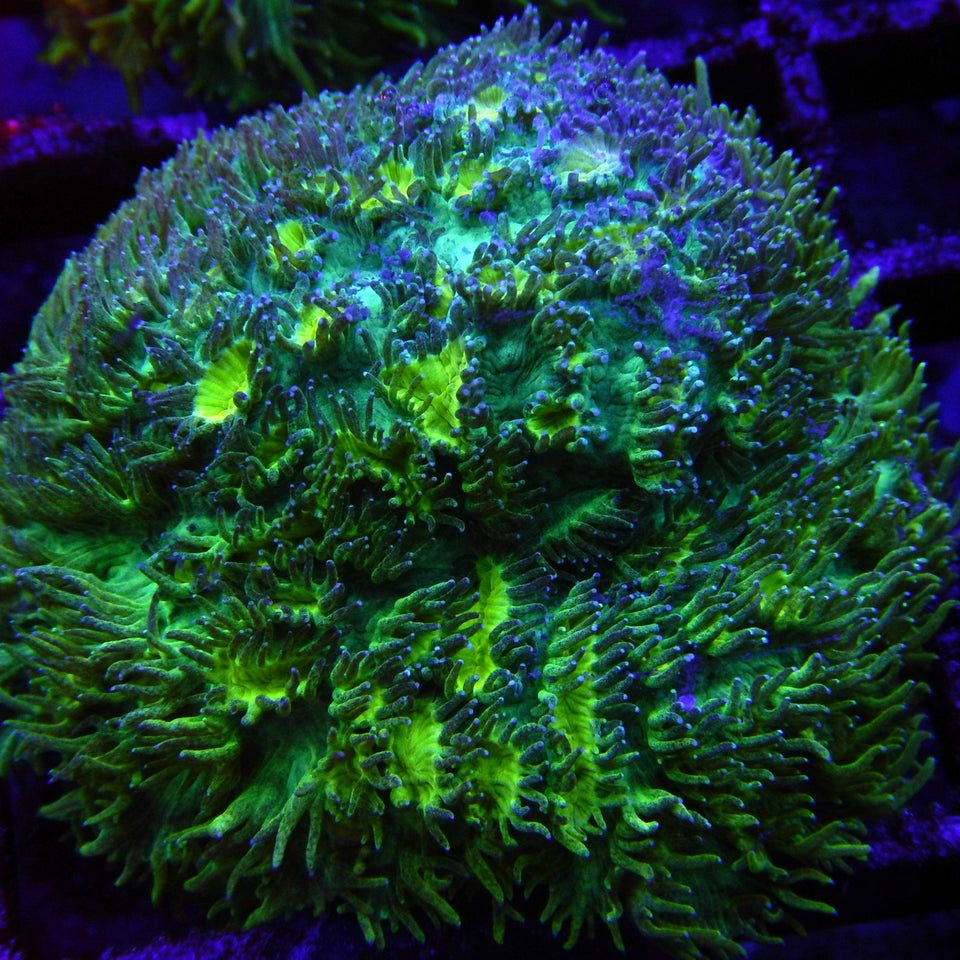 Hydnophora Corals