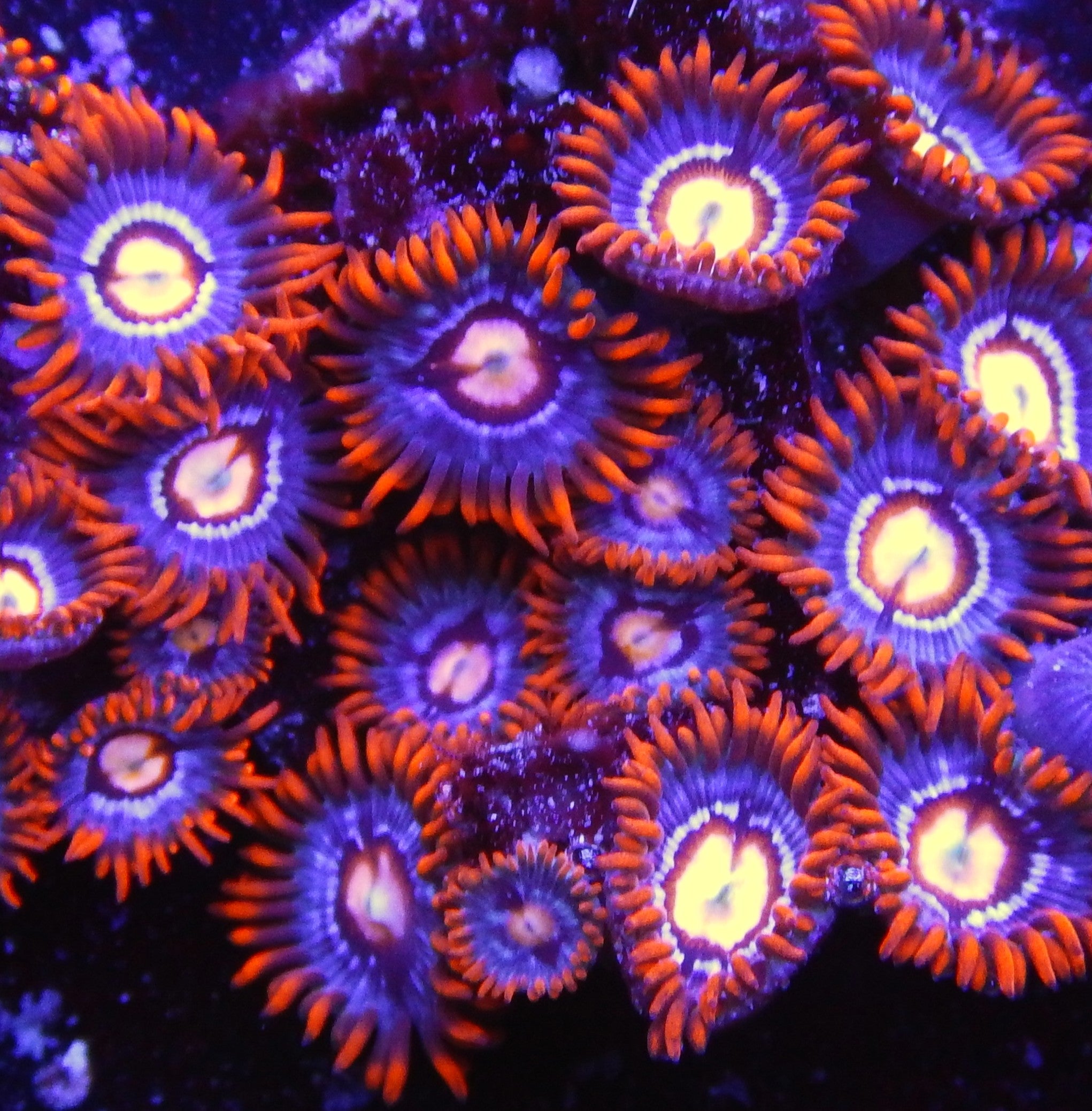 ACI Fire and Ice Zoas  TFT