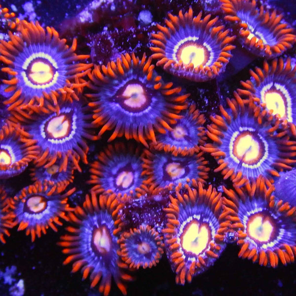 ACI Fire and Ice Zoanthid Coral *
