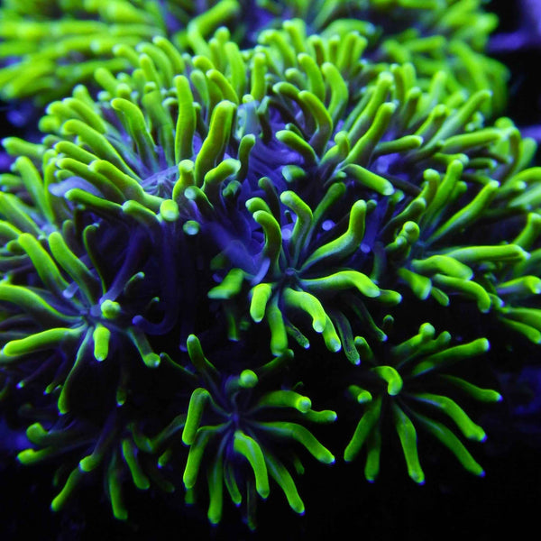 ACI Gunnar the Galaxea Coral *