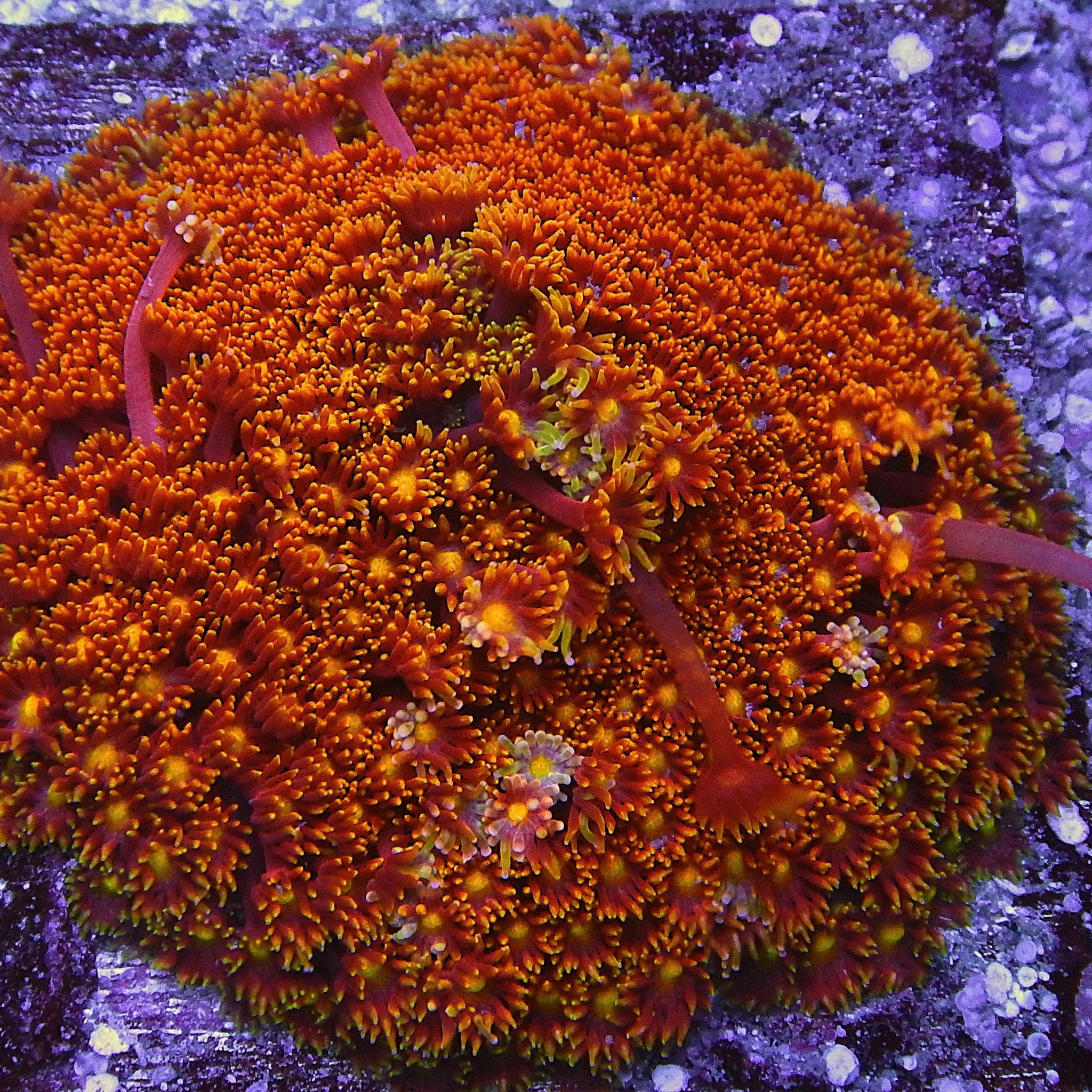 ACI Honeysuckle Goniopora *