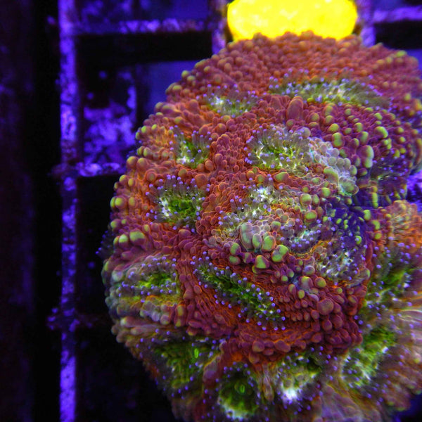 ACI Pumpkin Echinata Coral  *