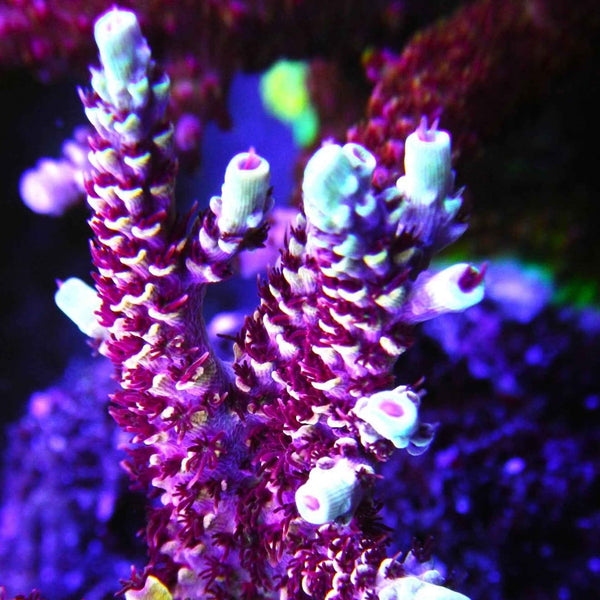 TSA Rainbow Sherbet Acropora Coral  *