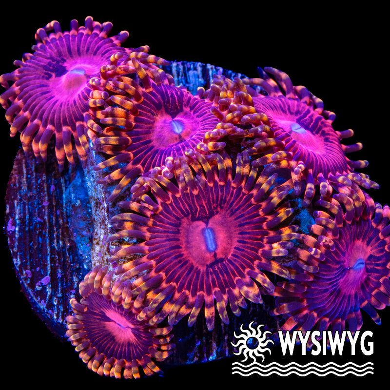 Aphrodite Zoa CFC