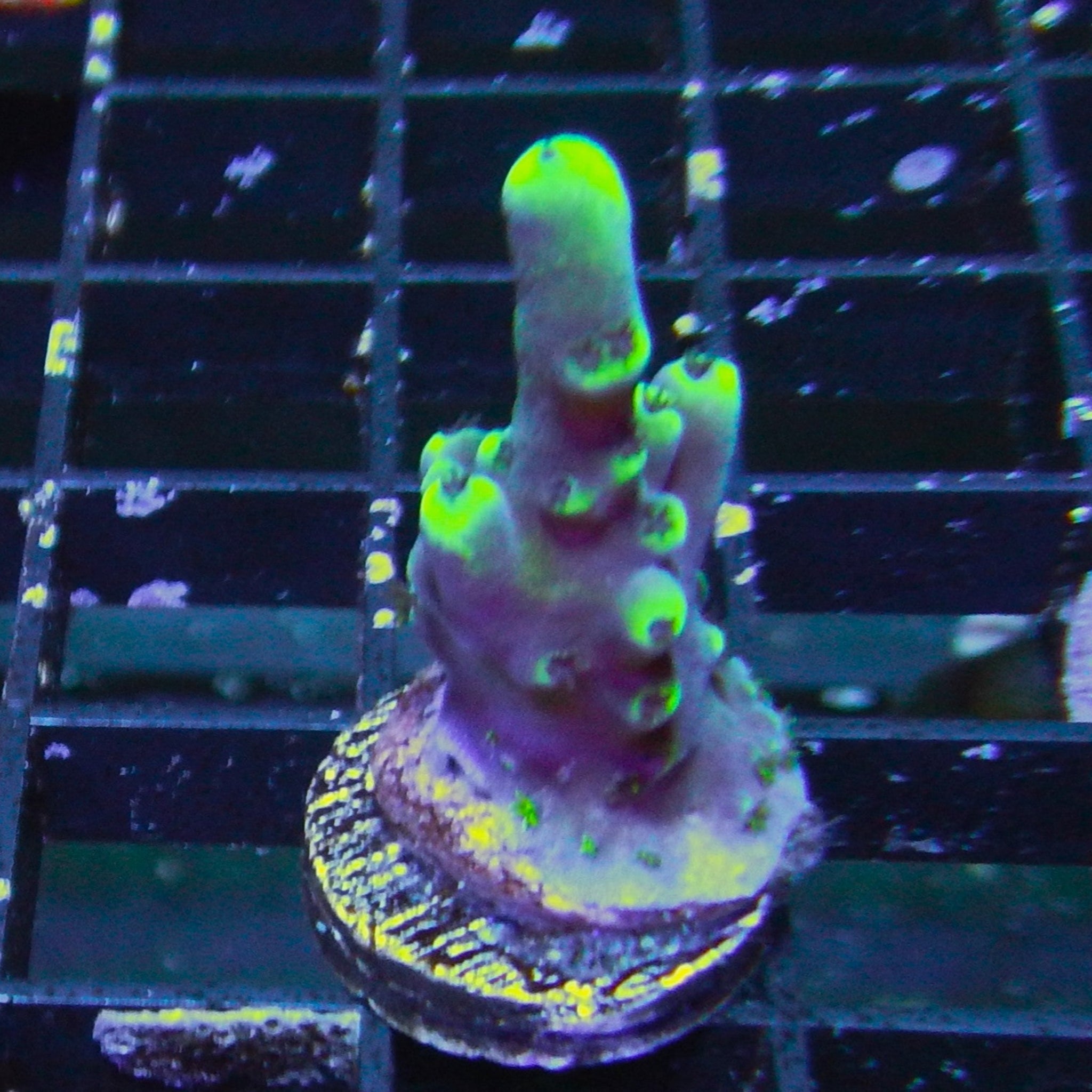 Aqua Delight Acro