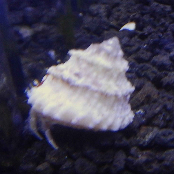 Astrea Snails *