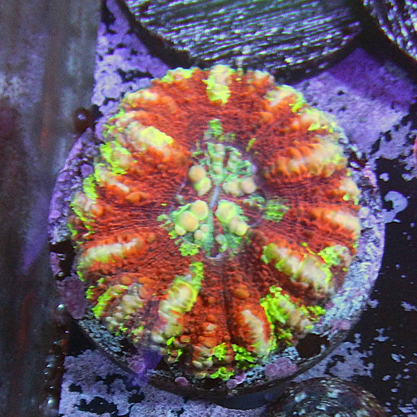 Aussie Ultra Scolymia Coral