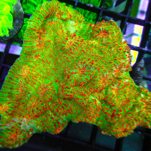 Aussie Chalice Coral