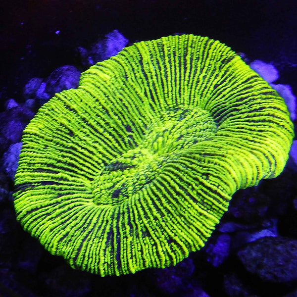 Aussie Neon Green Trachy Coral