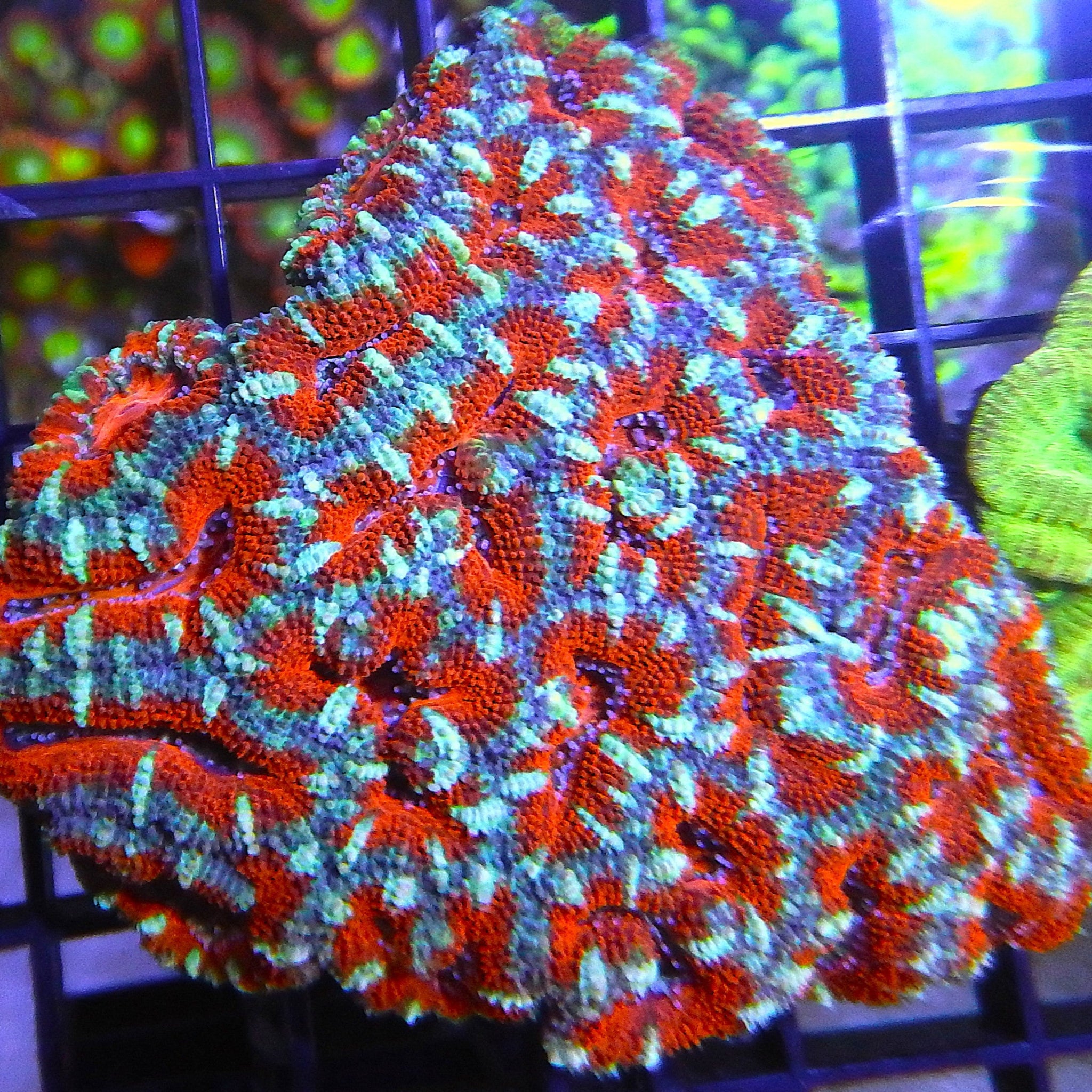 Aussie Red/Blue Acan Lord