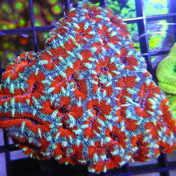 Aussie Red Blue Acan Colony Coral