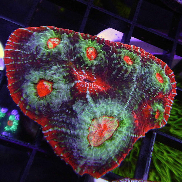 Aussie Red Rim Chalice Coral