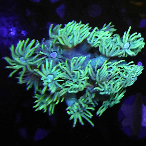 Beige Goniopora Coral