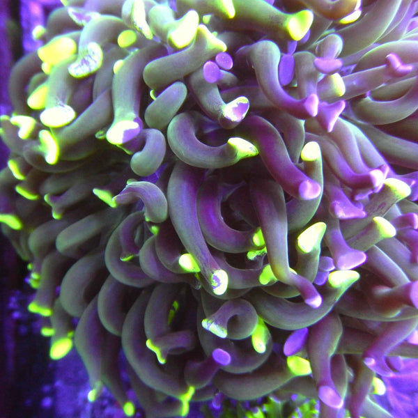 Bi Color Hammer Coral *