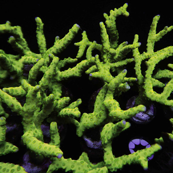 Green Anacropora Coral