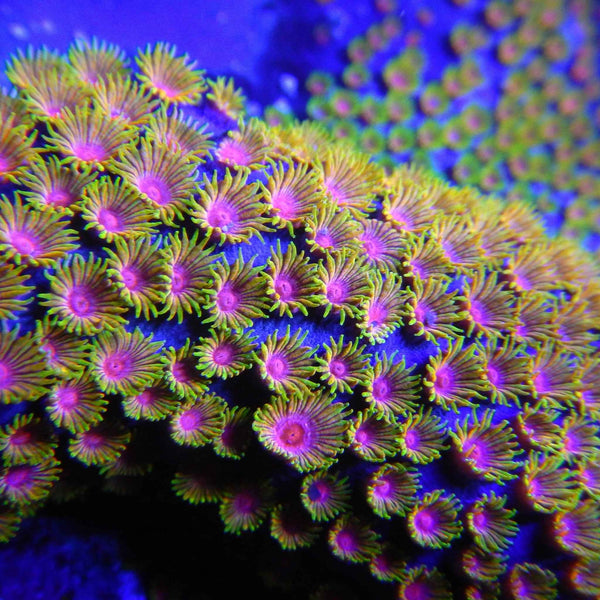 Bizarro Cyphastrea Coral *