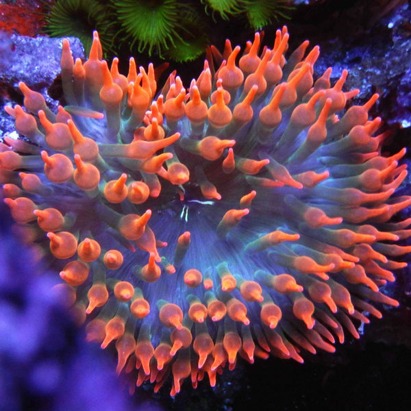 Black Widow Anemone  *