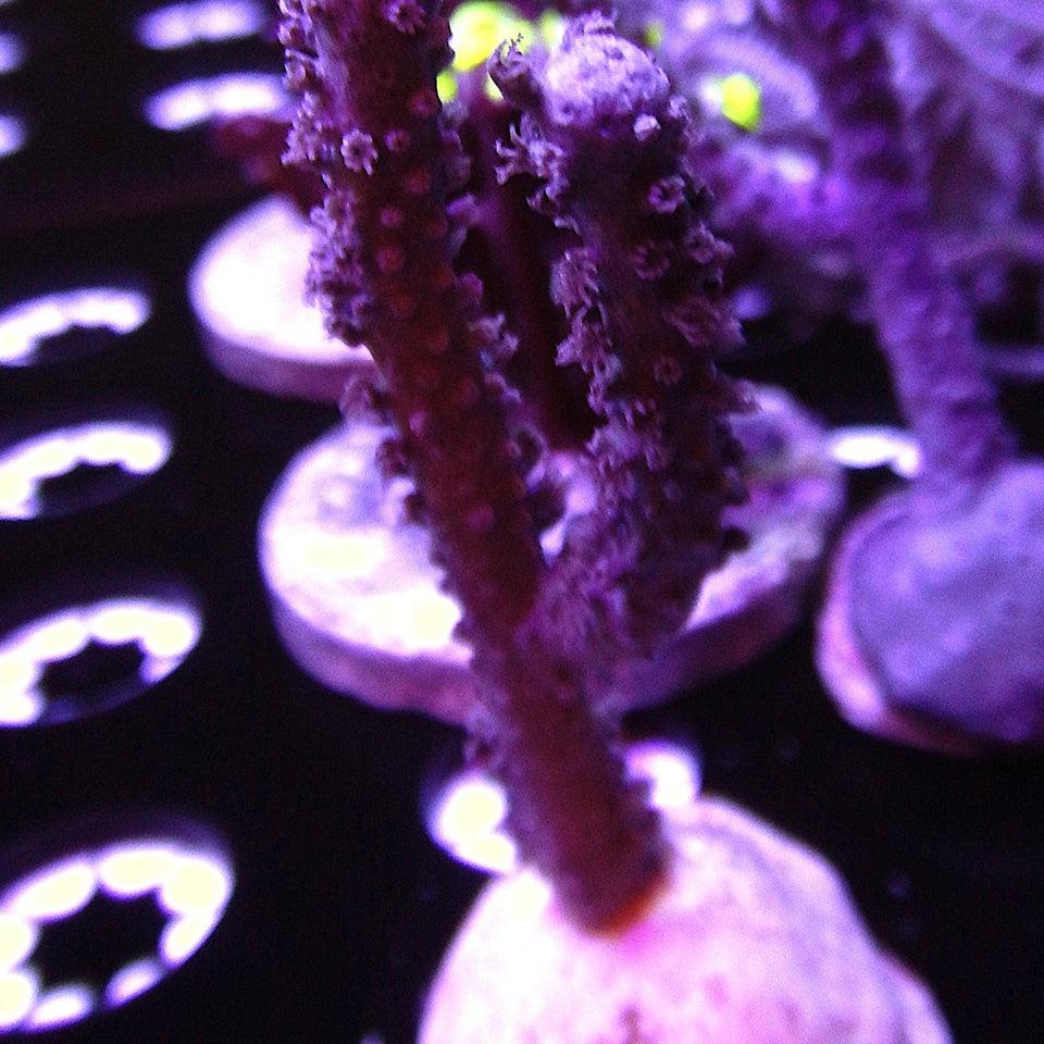 Gorgonian Corals