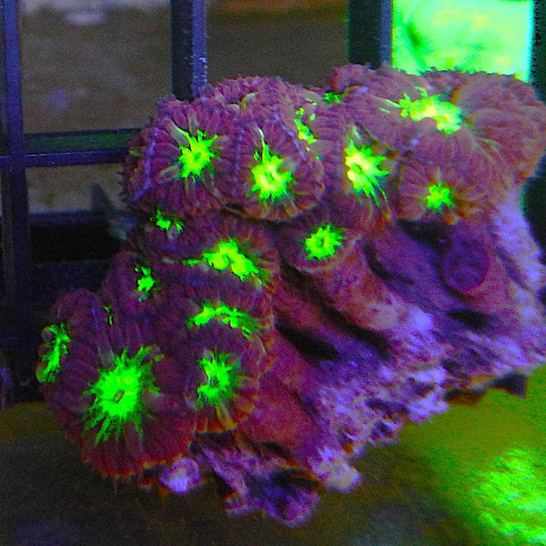 Blasto Merletti Coral