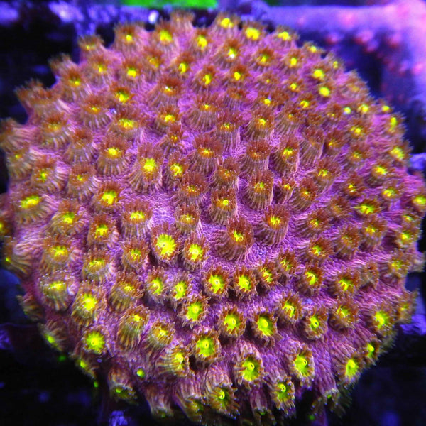 Bling Bling Cyphastrea Coral *