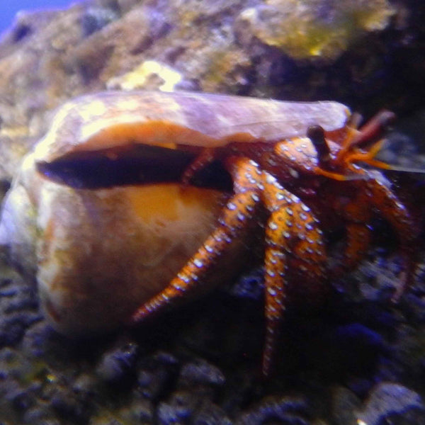 Red Hairy Leg Hermit Crab *
