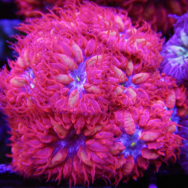 Blue Raven Blastomussa Coral *