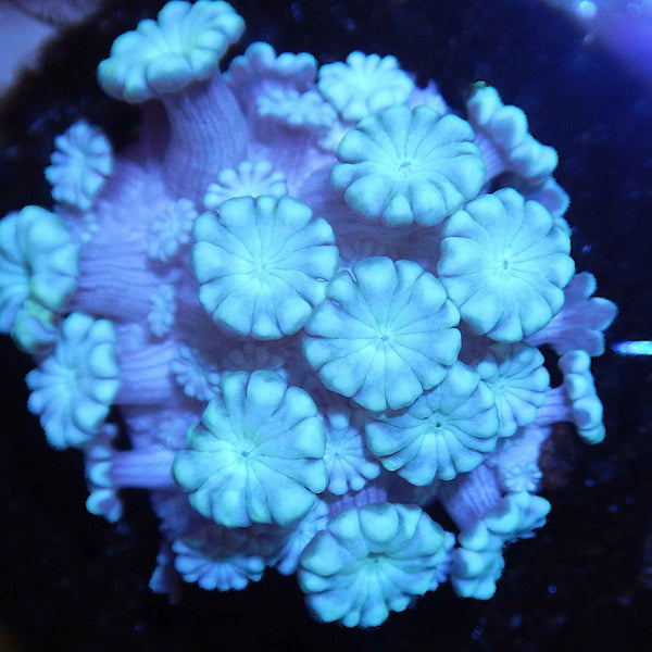 Blue Alveopora Coral
