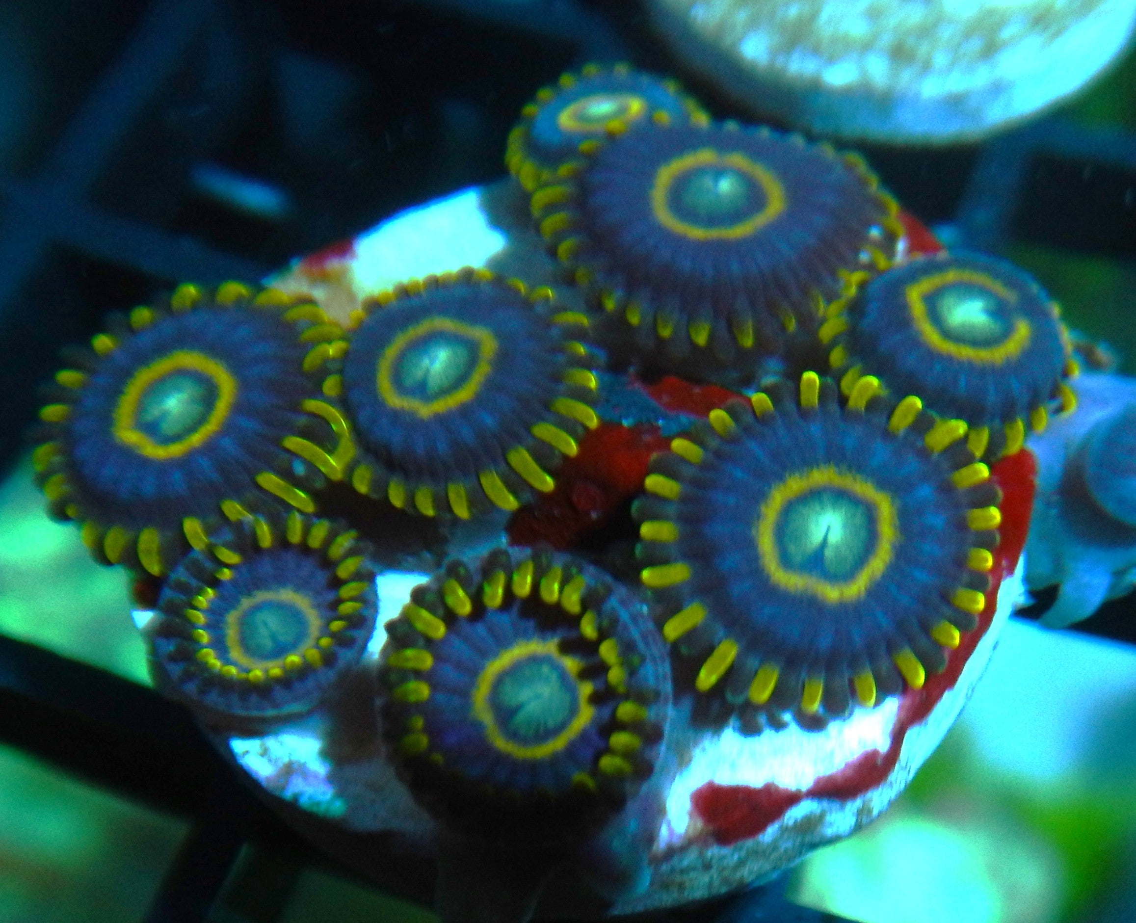 Blue Hornet Zoa  CFC