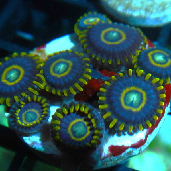 Blue Hornet Zoanthid Coral