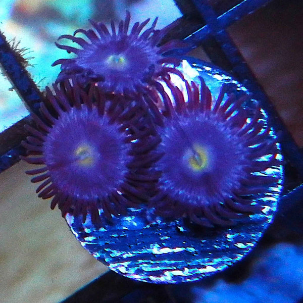 Blueberry Zoanthid Coral