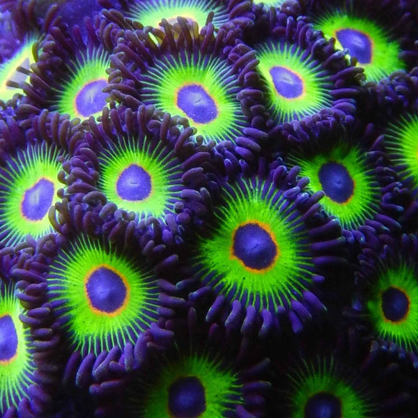Bob Marley Zoas Coral *