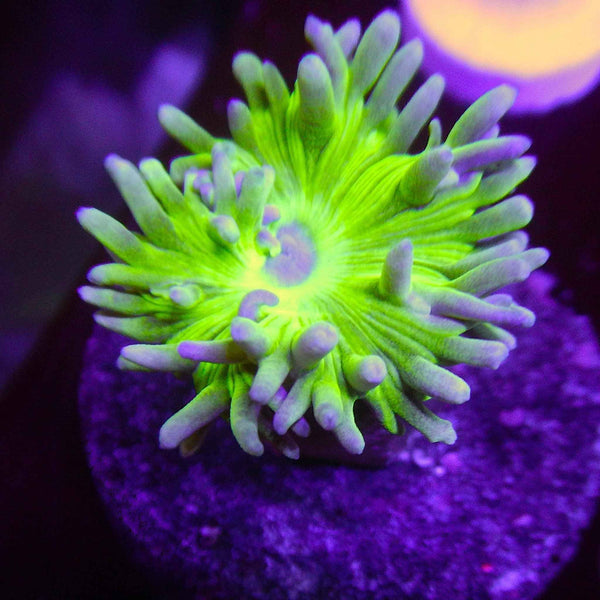 Branching Duncan Coral