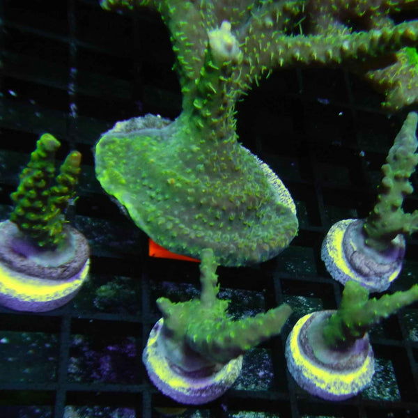 CFC Acropora Coral