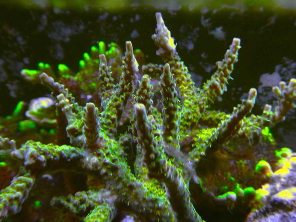 CFC Acropora Coral
