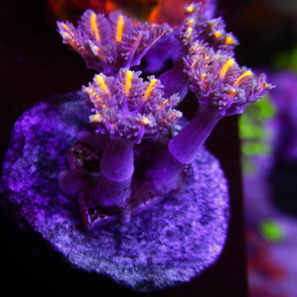 TSA Candy Corn Clove Polyps Coral