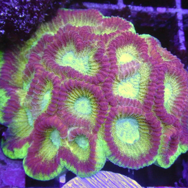 Charizard Dipsastrea Coral *