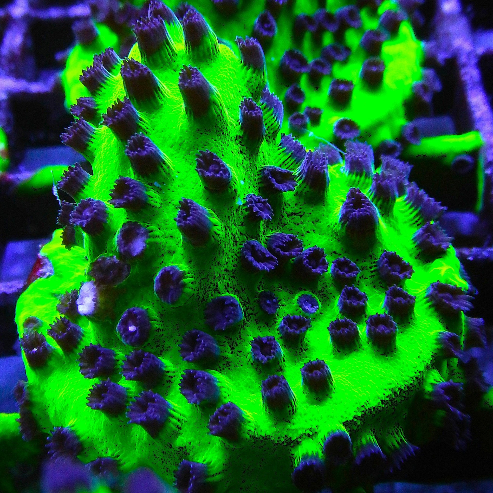 Mardi Gras Cyphastrea *