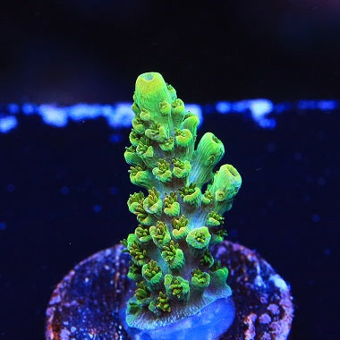 Blue Acropora  CFC