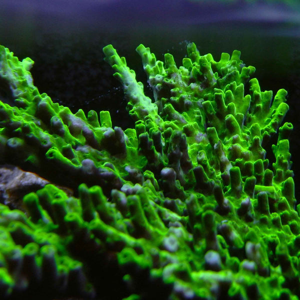 Dan Ackroyd Acropora Coral