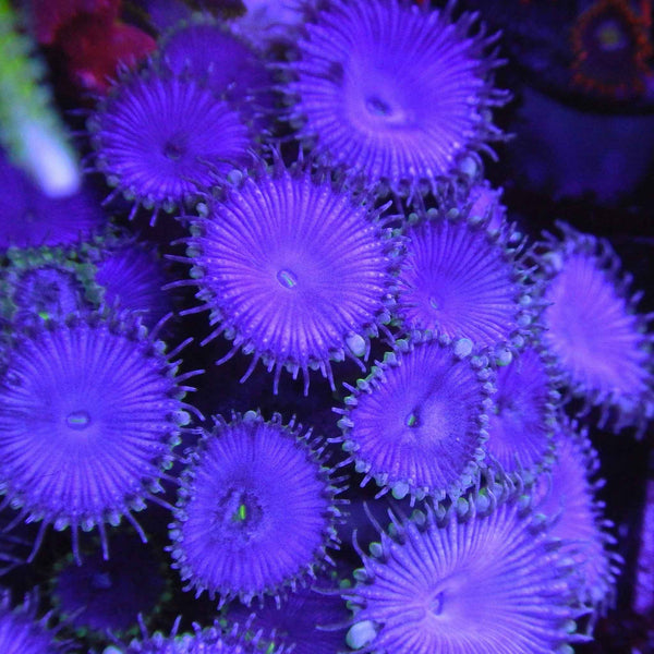Dark Purple Protopaly Coral  *